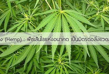 กัญชง สรรพคุณ