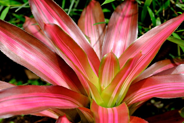 Bromeliads