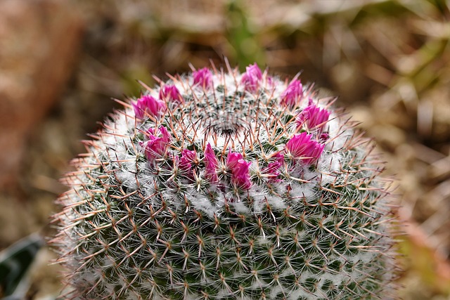 Mammillaria hahniana (Old lady)